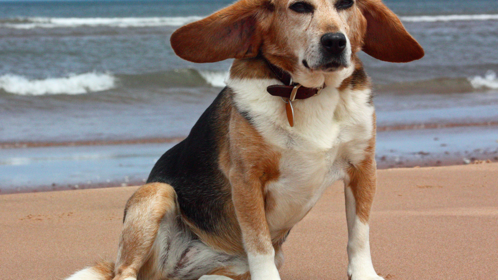 Взрослая смешная собака породы бигль возле моря