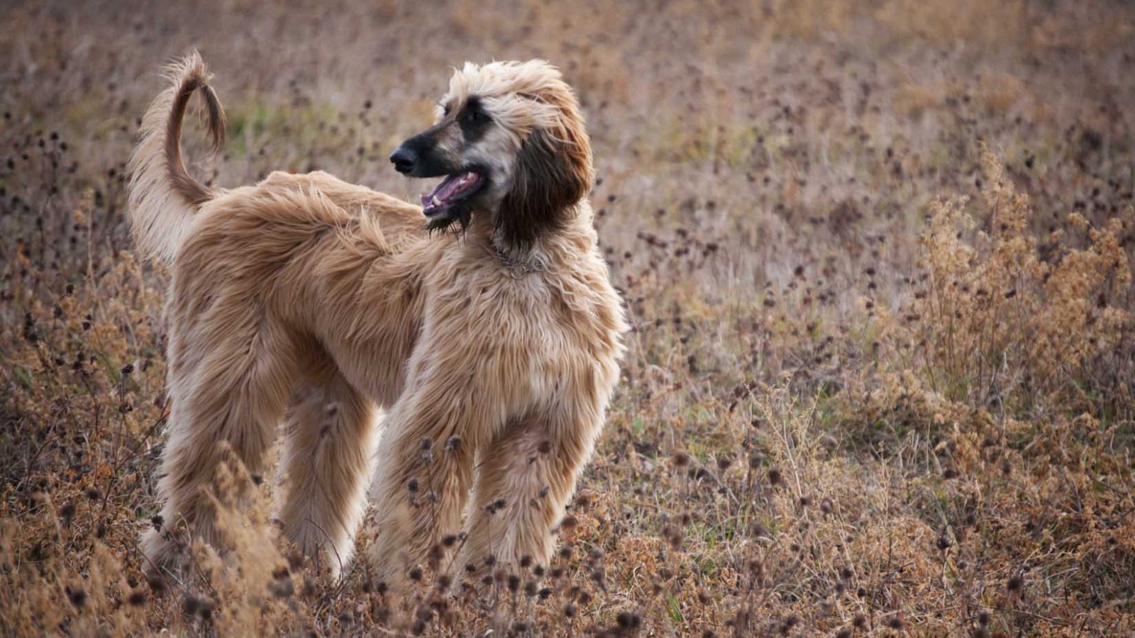Афганская борзая в засохшей траве