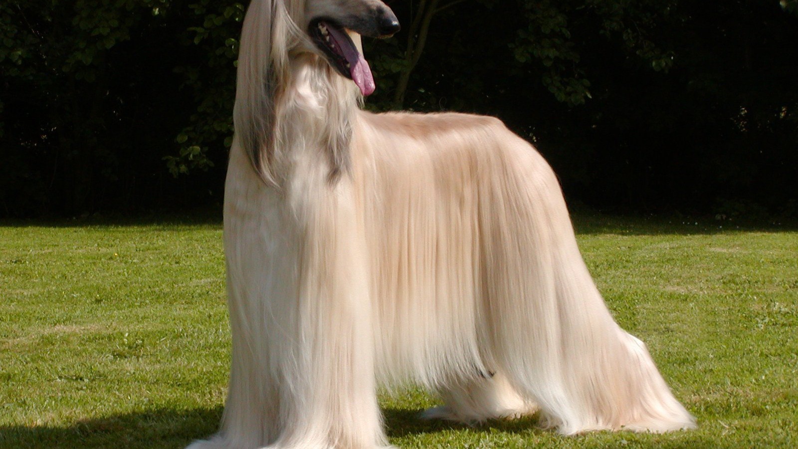 Афганская борзая с ухоженной шерстью