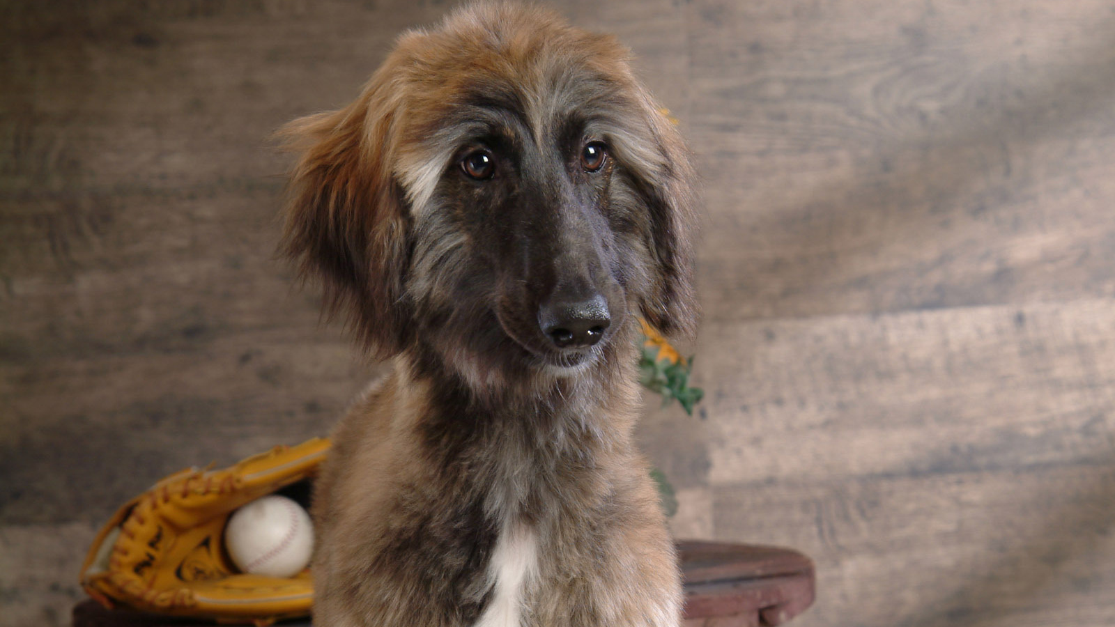 Афганская борзая с грустными глазами