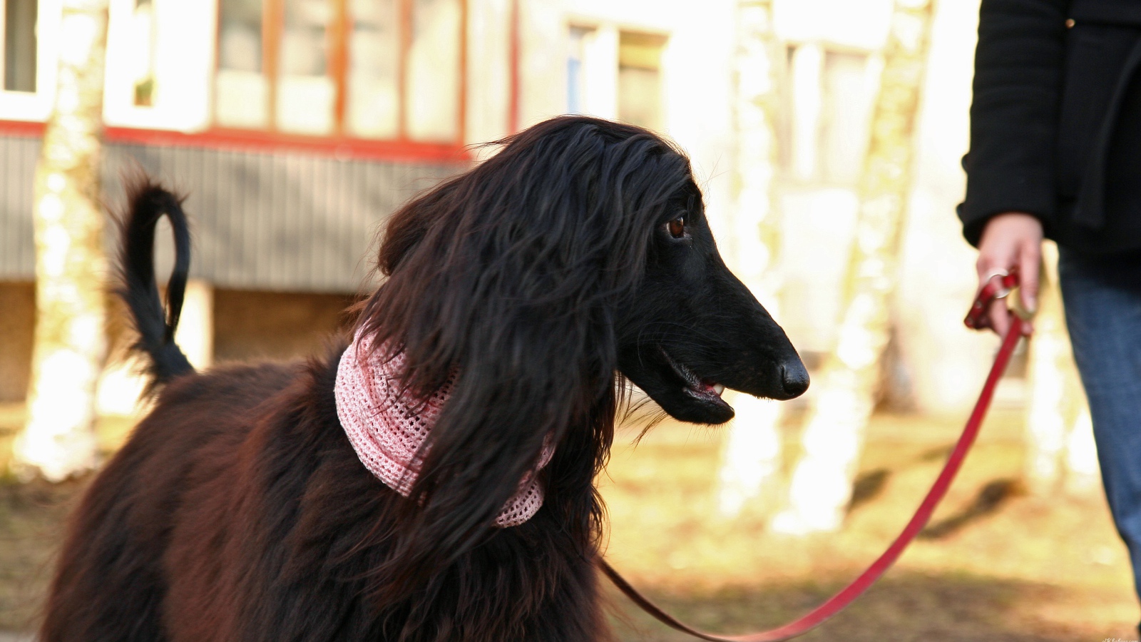 Афганская борзая на прогулке