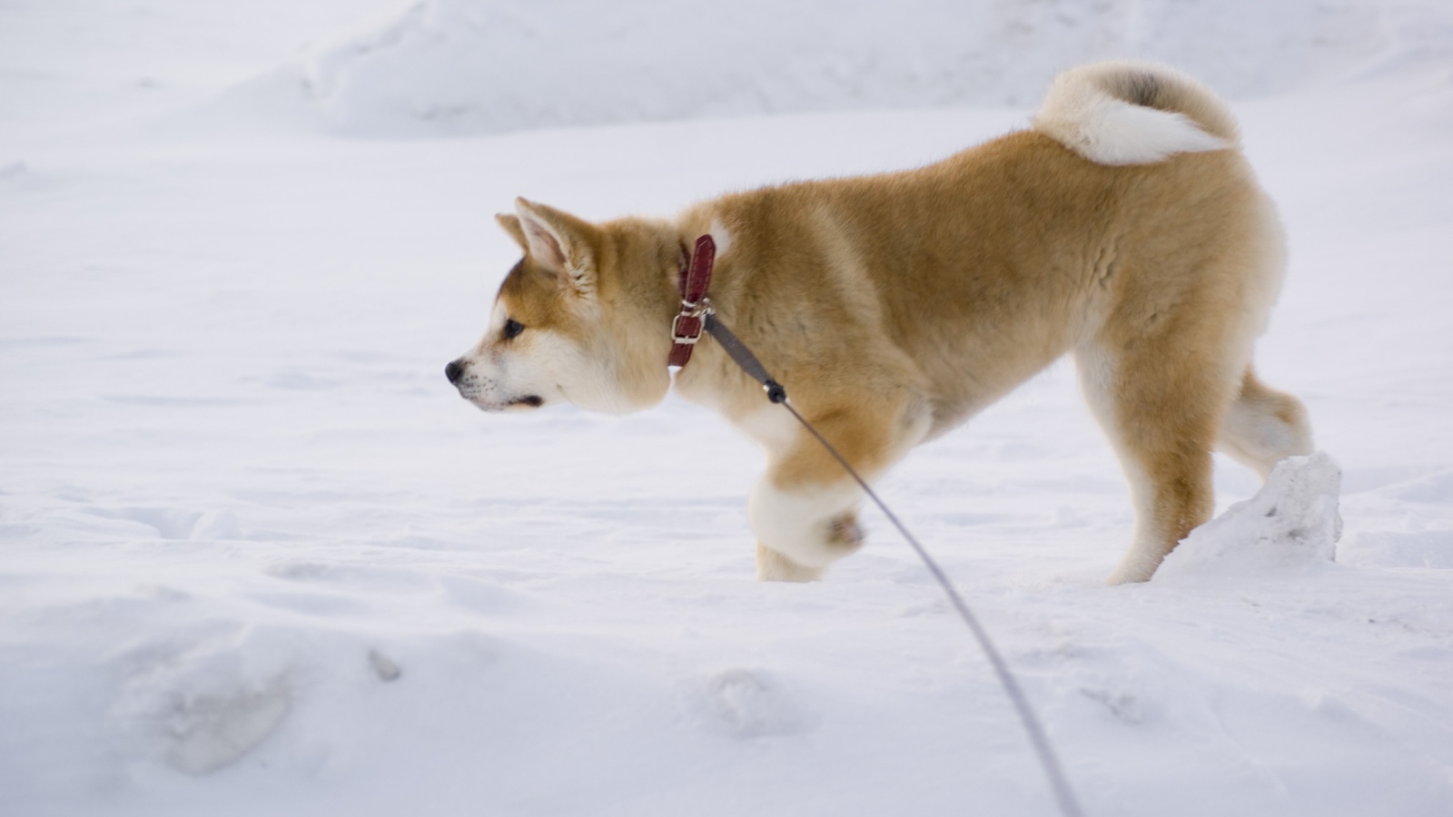 Акита-ину идёт по следу