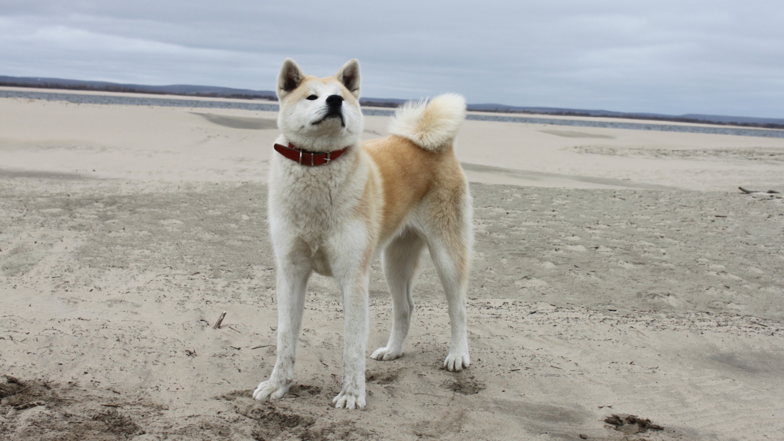 Акита-ину на песчанном пляже