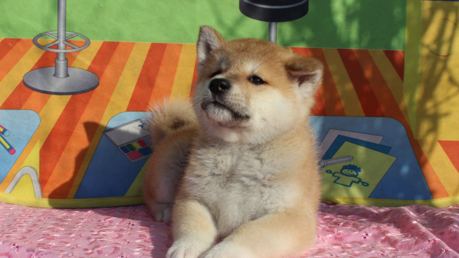 Щенок акита-ину лежит на покрывале