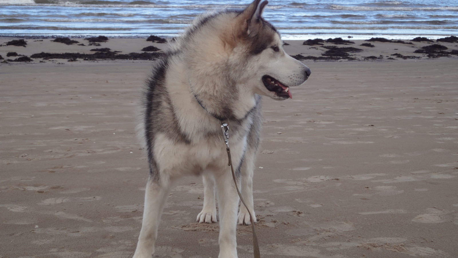Аляскинский маламут на берегу моря