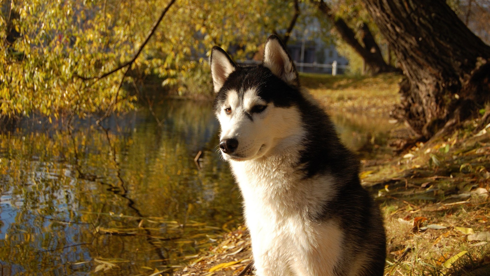 Аляскинский маламут на берегу озера