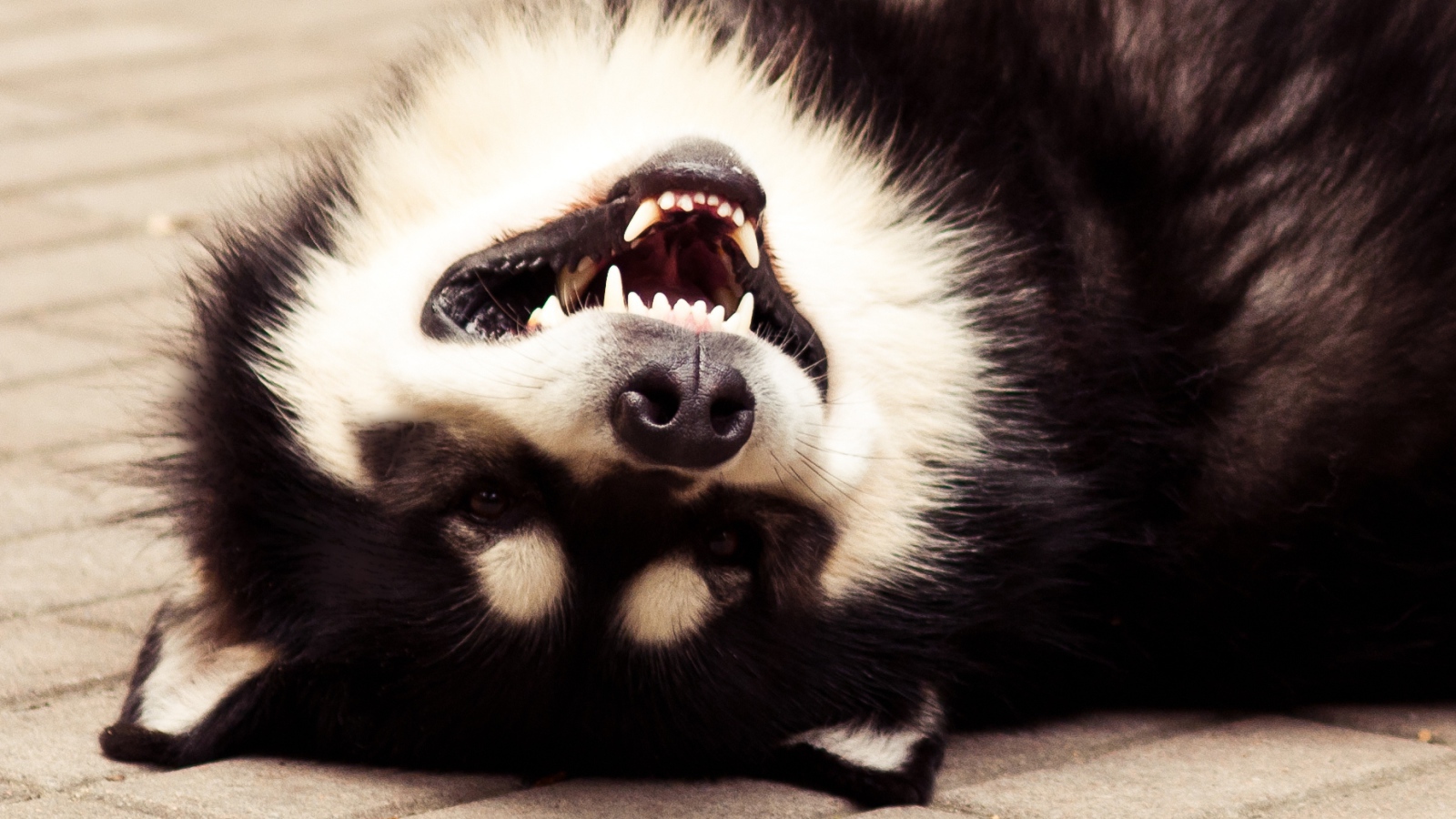 Аляскинский маламут улыбается