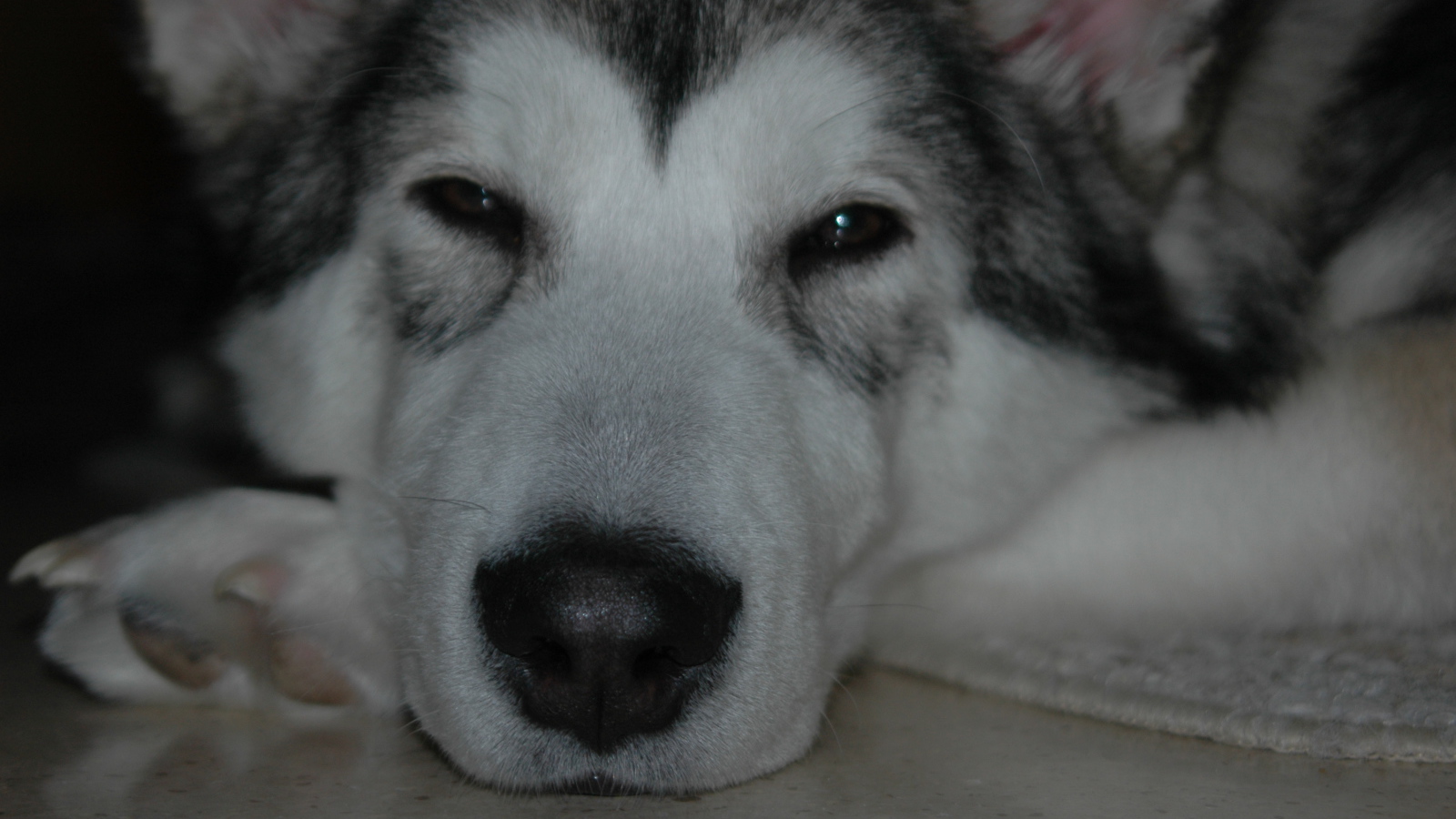 Аляскинский маламут хочет спать