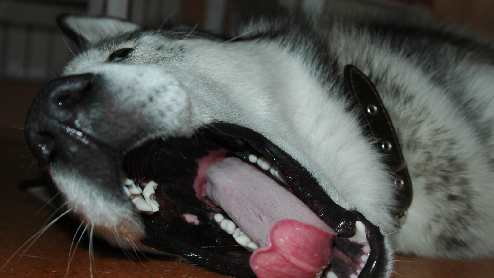 Аляскинский маламут зевнул