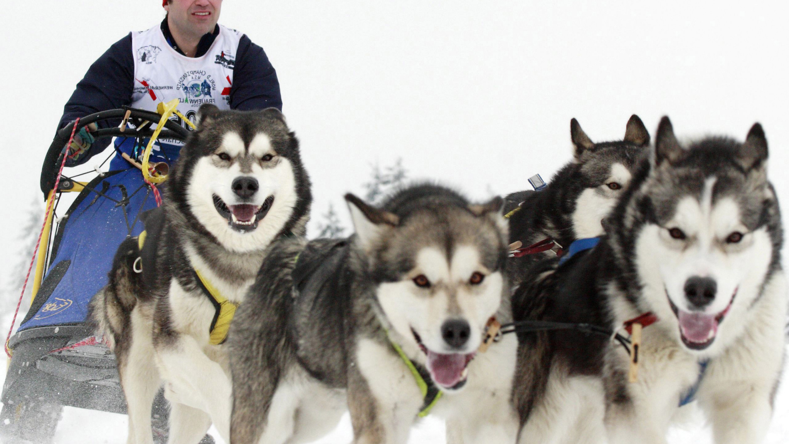 Аляскинские маламуты бегут в упряжке