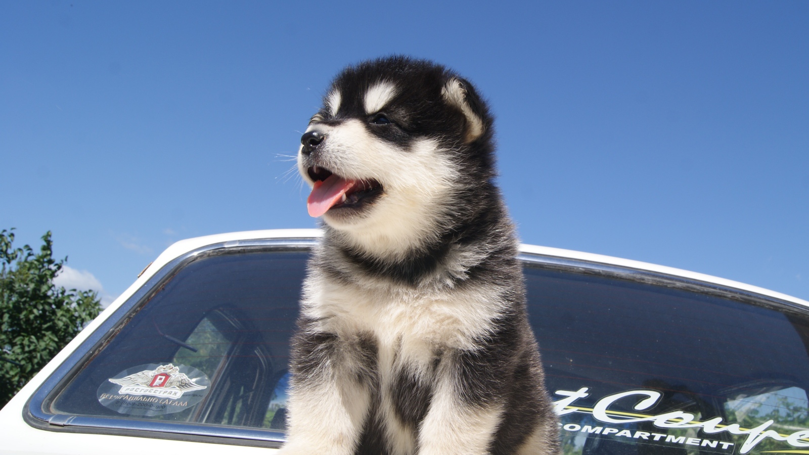 Щенок аляскинского маламута на капоте машины