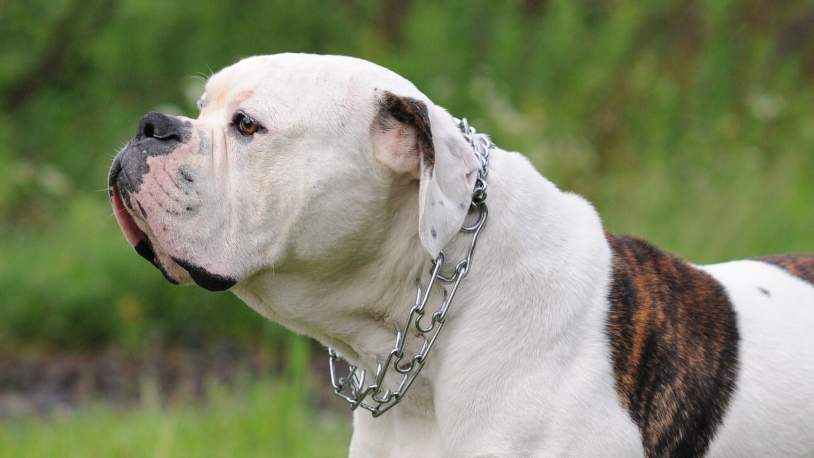 Американский бульдог на фоне природы