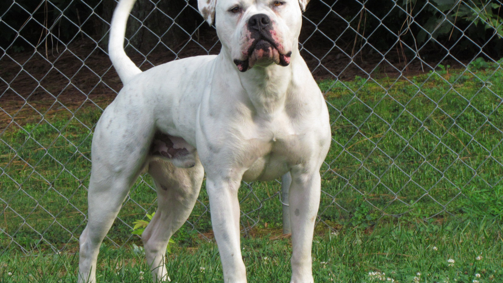 Американский бульдог на лужайке