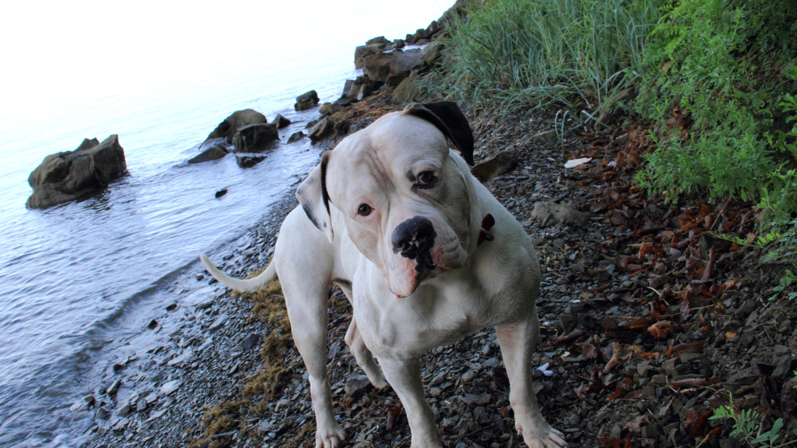 Американский бульдог на берегу