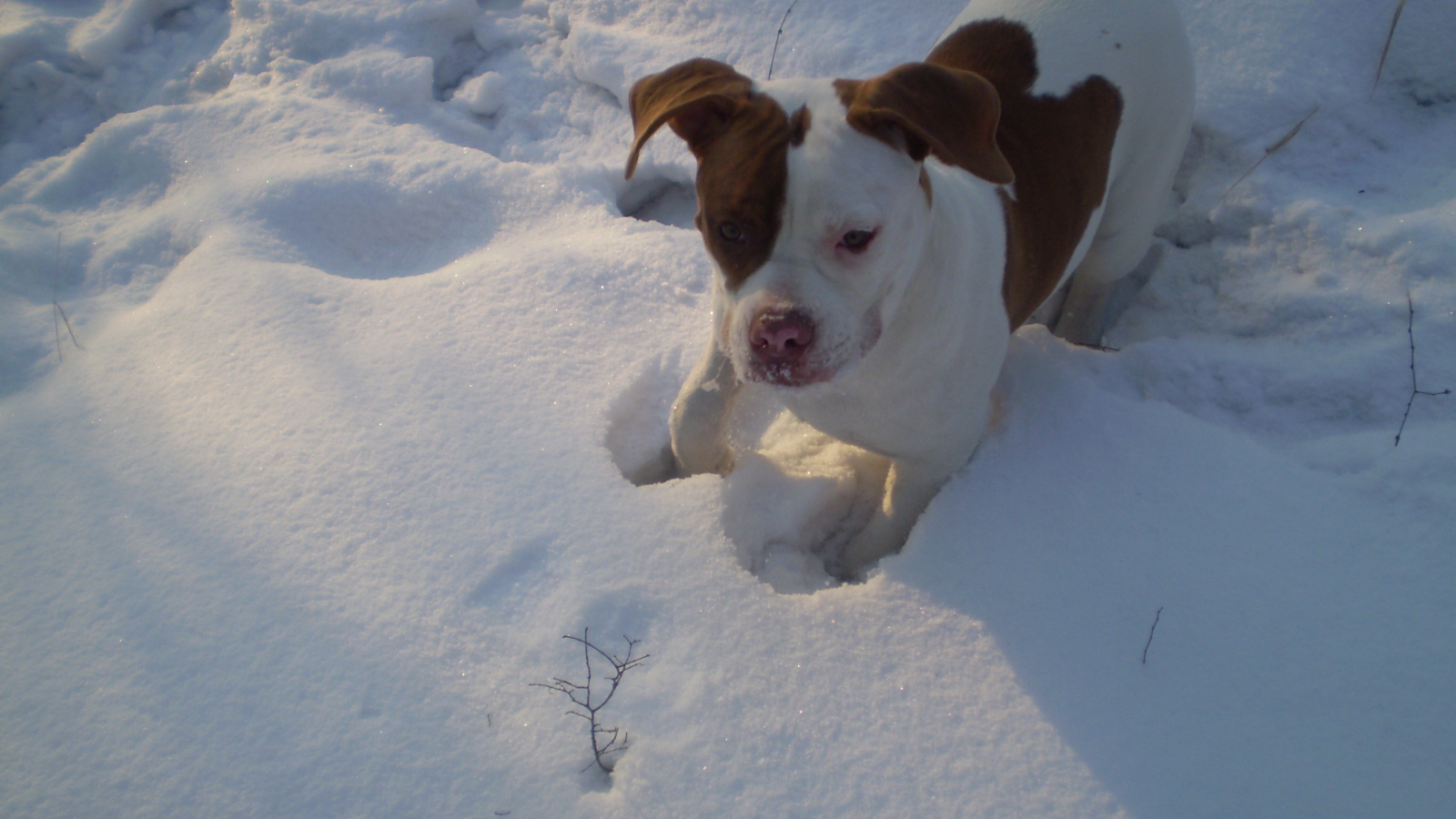 Американский бульдог играет в снегу