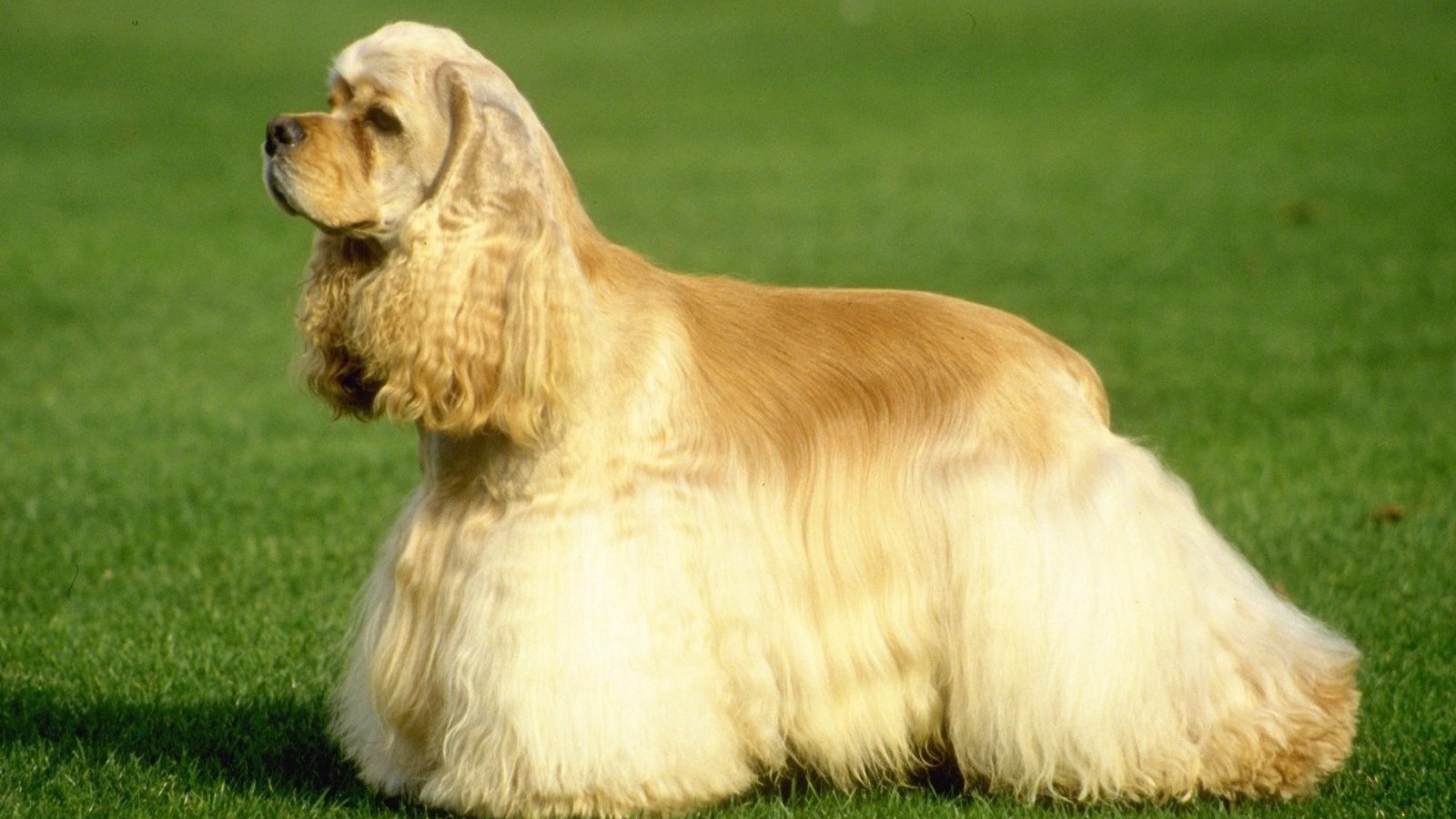 Американский кокер-спаниель на траве