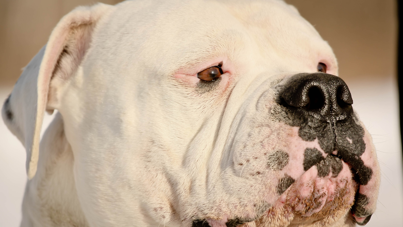 Американский бульдог крупным планом