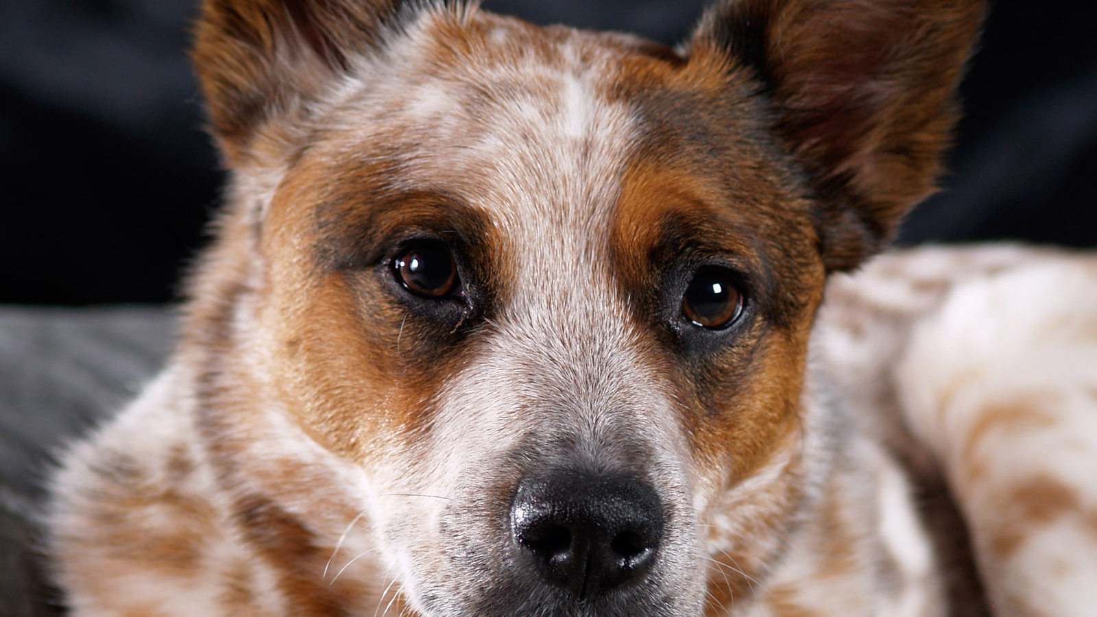 Австралийская пастушья собака крупным планом