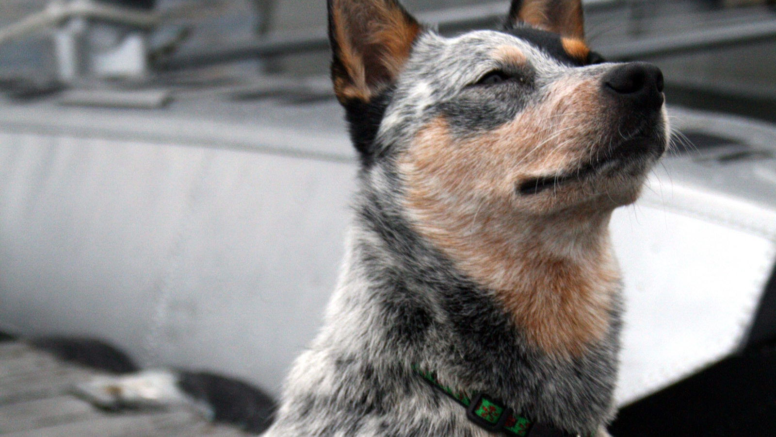 Австралийская пастушья собака щурится