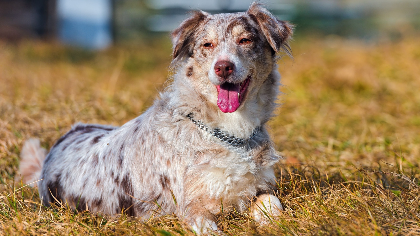 Австралийская овчарка на высохшей траве