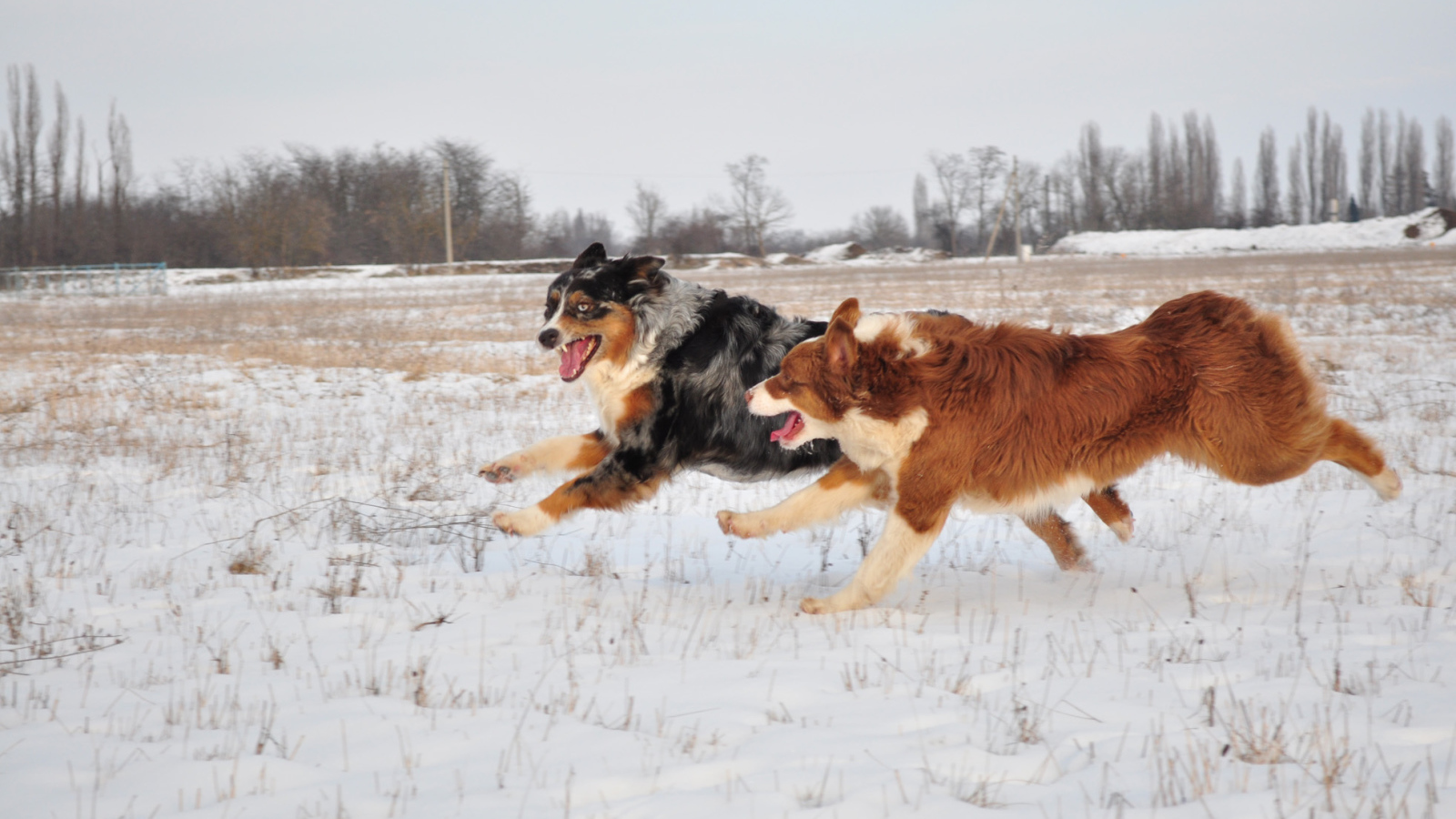 Австралийские овчарки бегут зимой