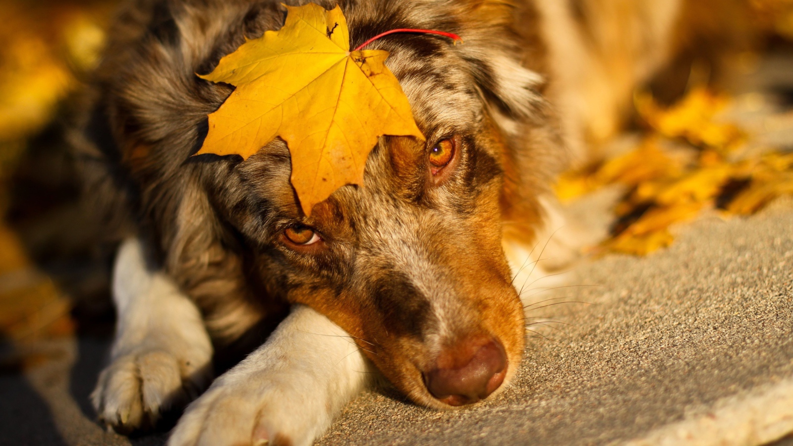 Австралийская овчарка с кленовым листом
