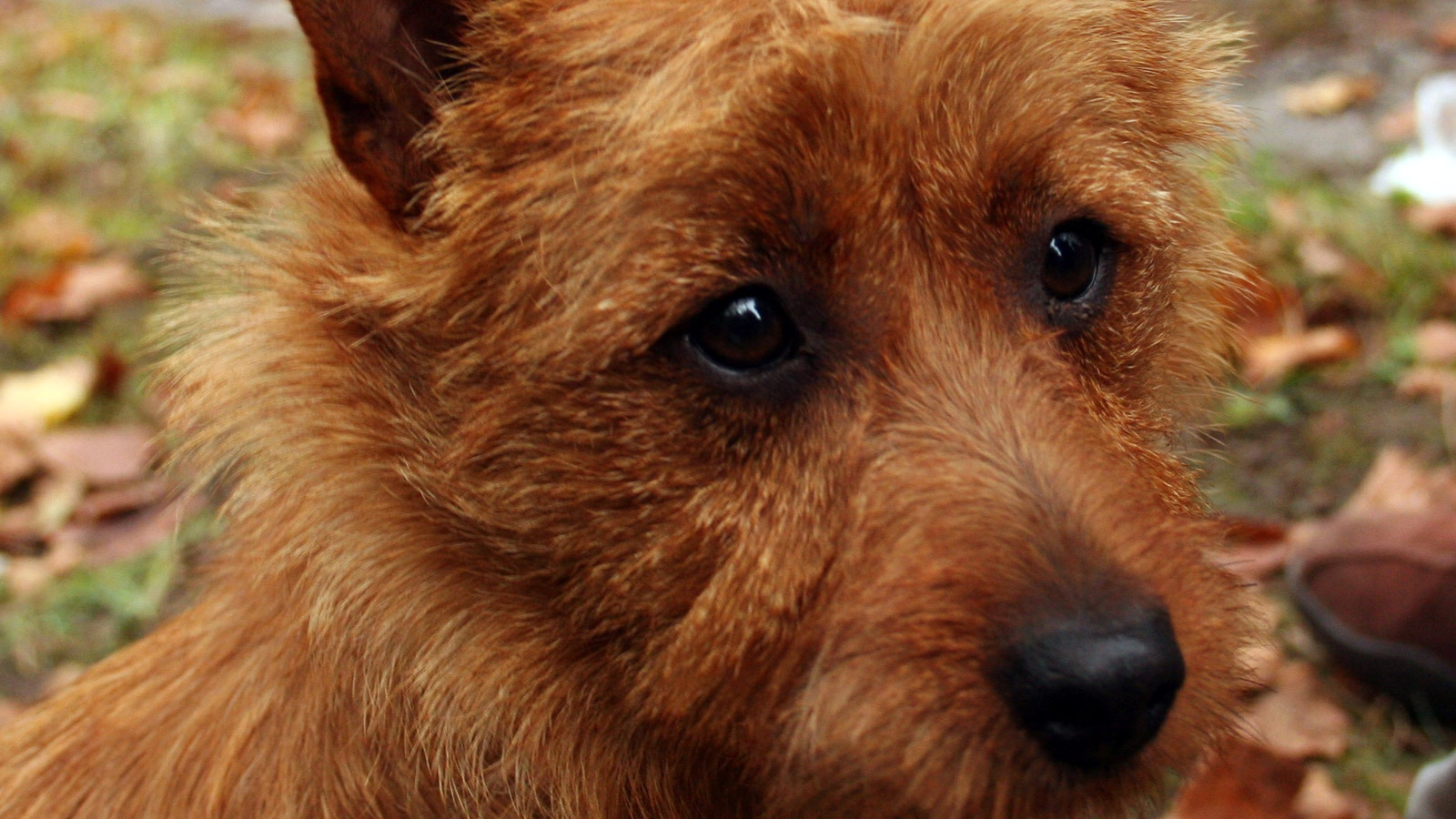 Австралийский терьер крупным планом