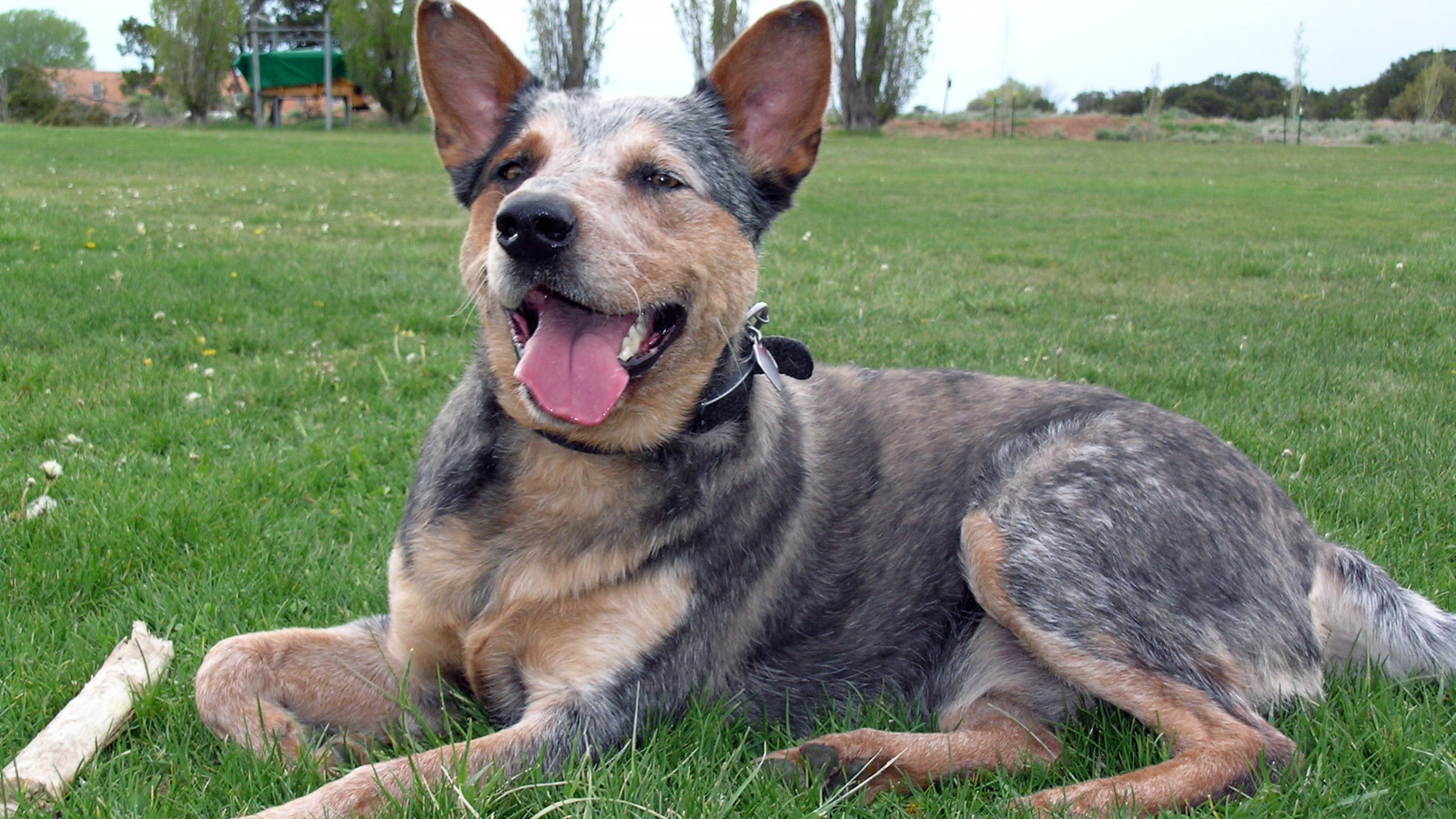 Австралийская пастушья собака устала