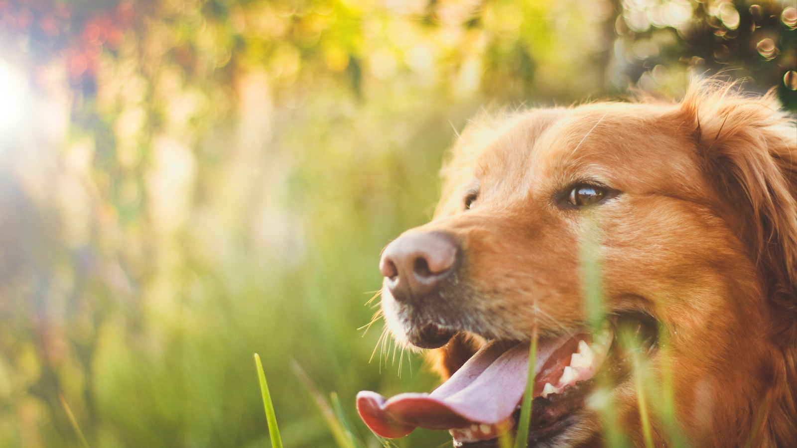 Awsome Golden terrier on the sun