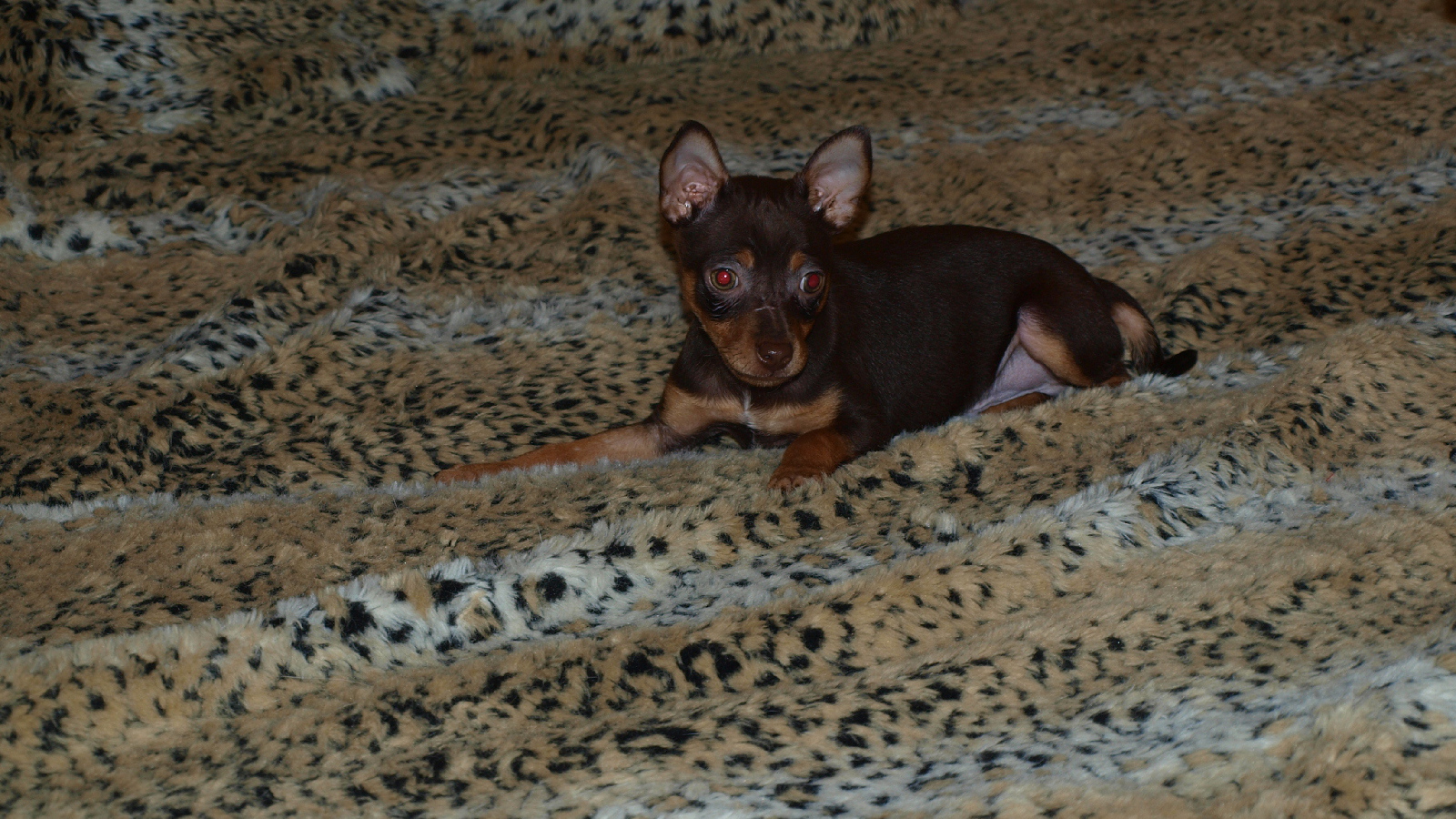 Baby Miniature Pinscher on the bed