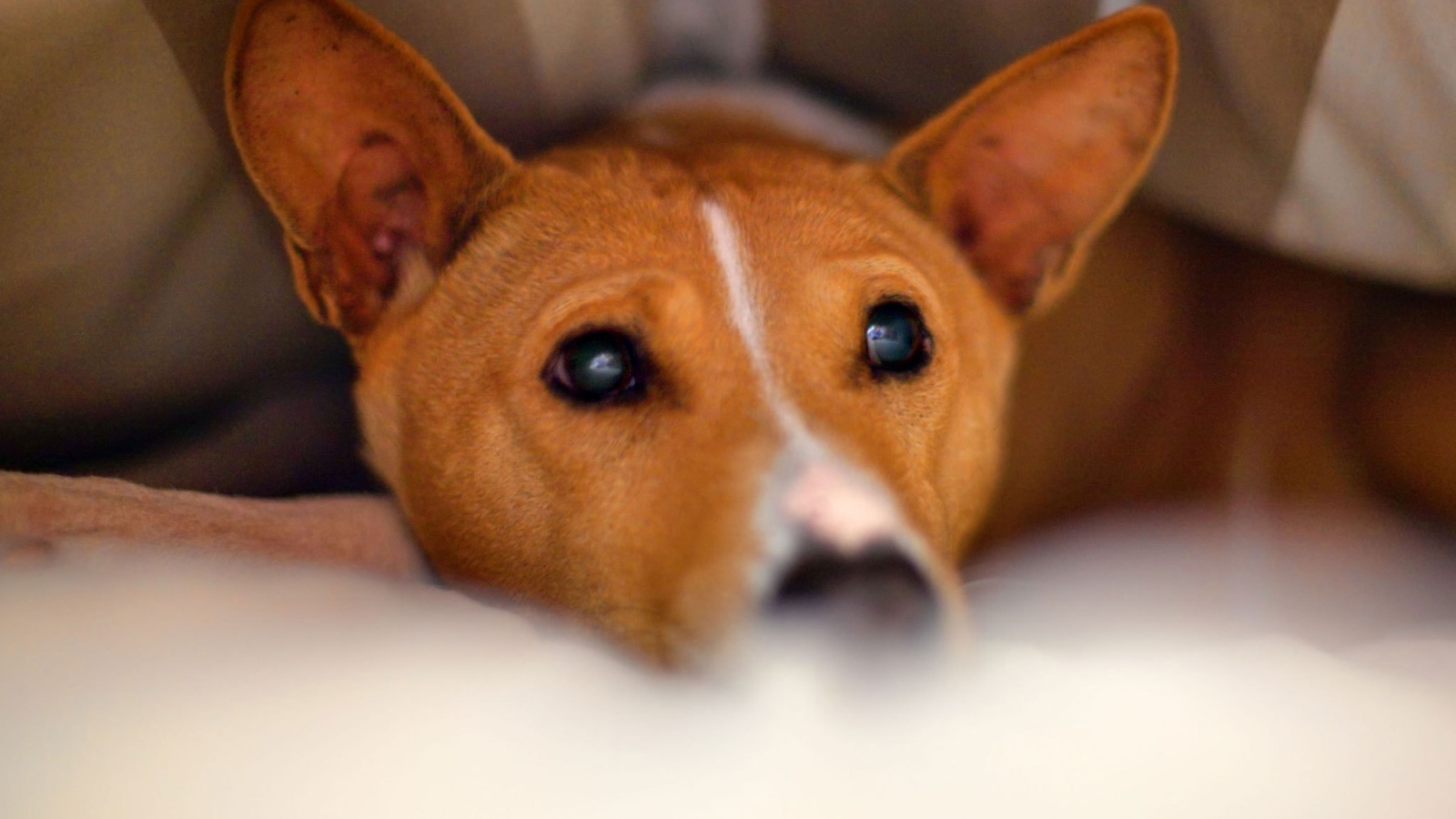 Собака породы басенджи спряталась под одеялом