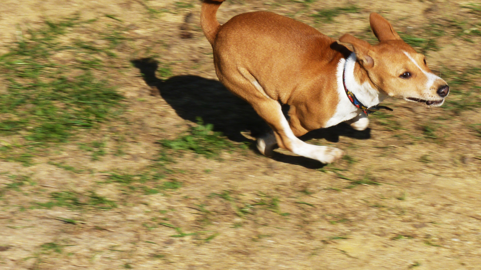 Собака породы басенджи куда-то торопится