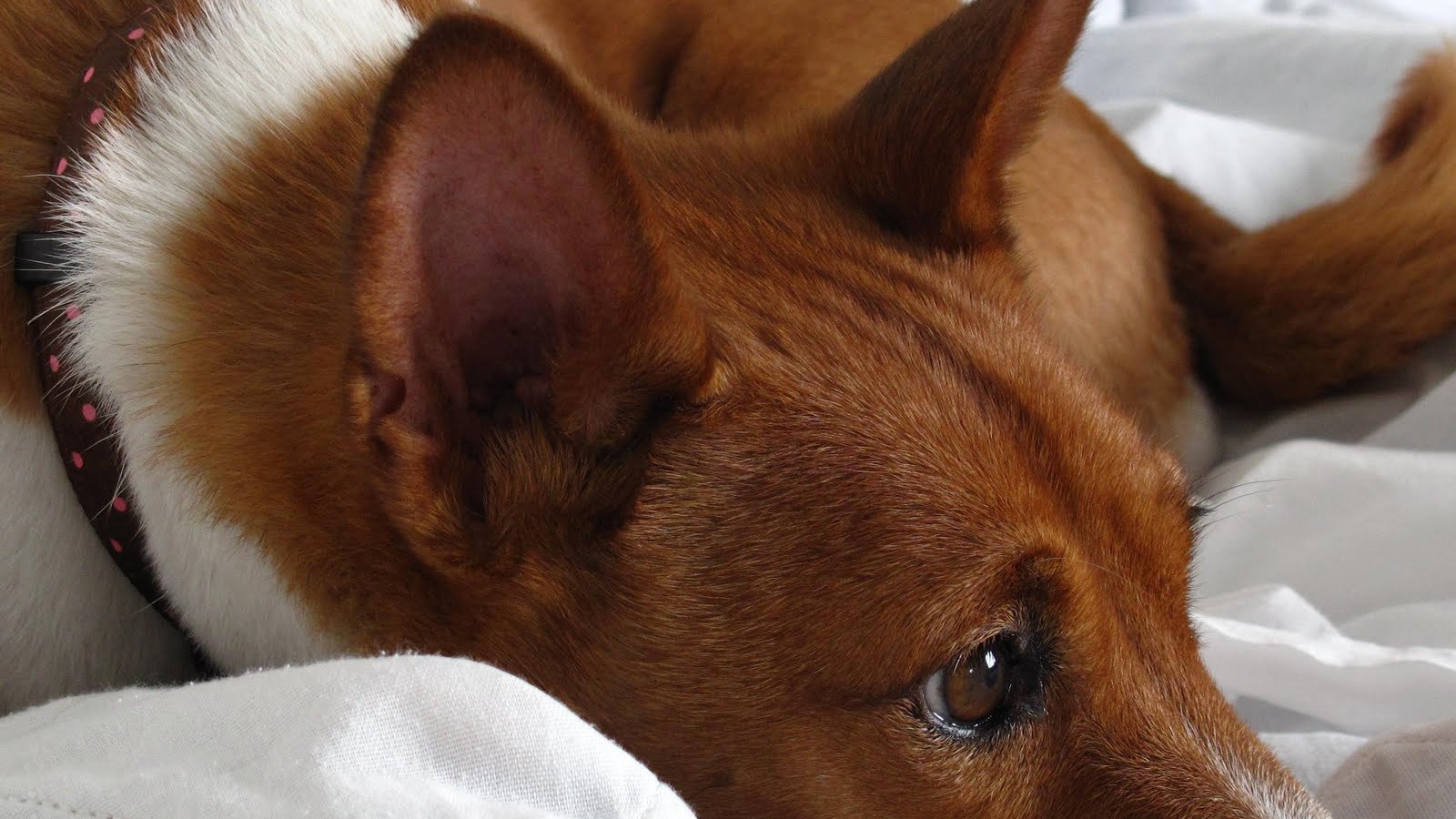 Собака породы басенджи отдыхает на кровати