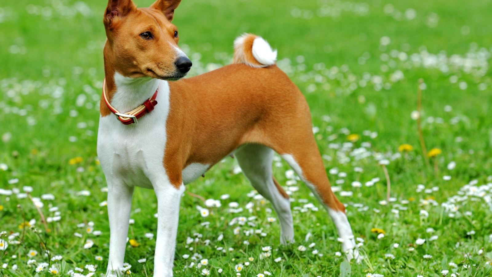 Собака породы басенджи на погулке