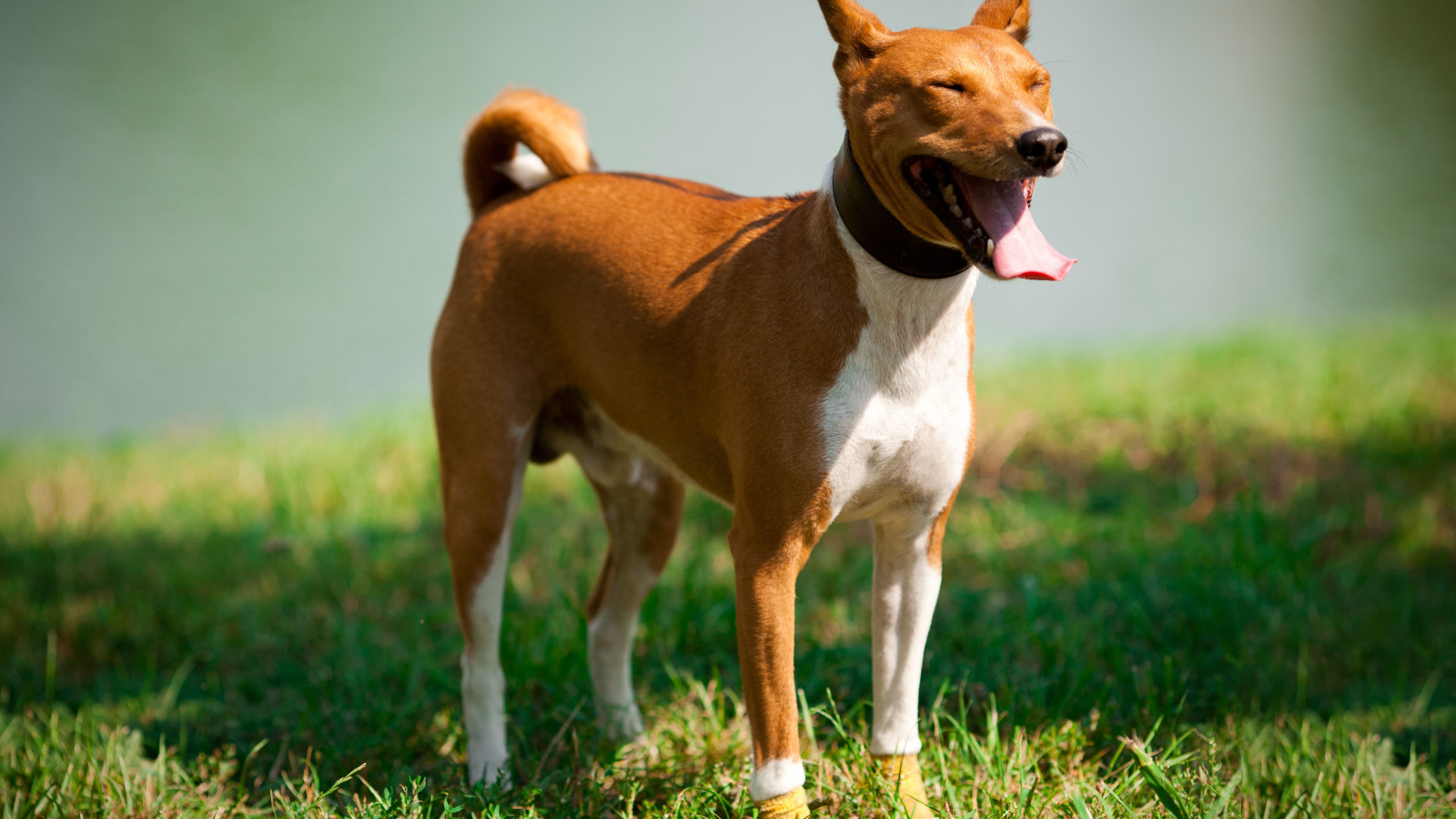 Собака породы басенджи щурится