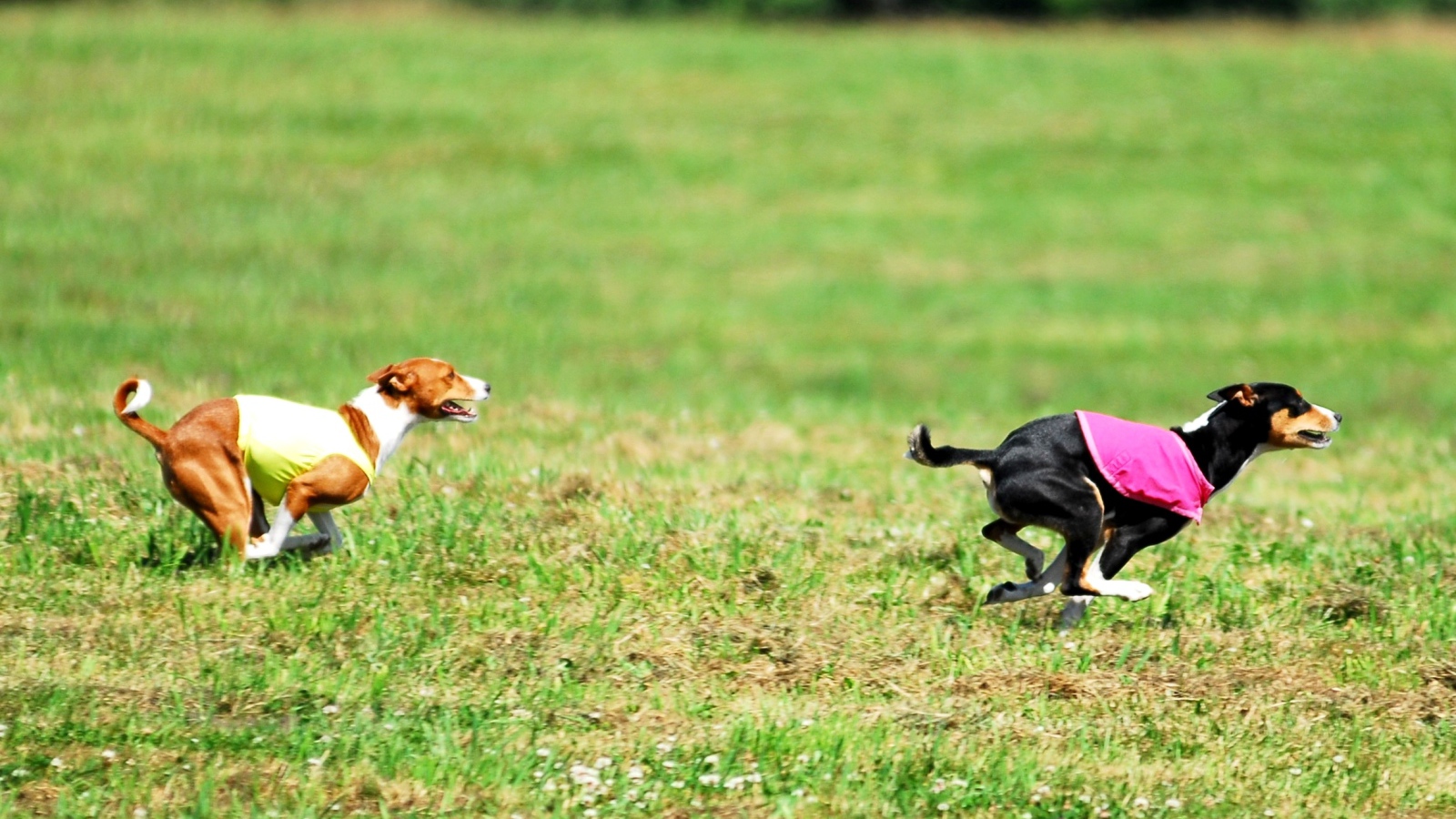 Собаки басенджи в погоне