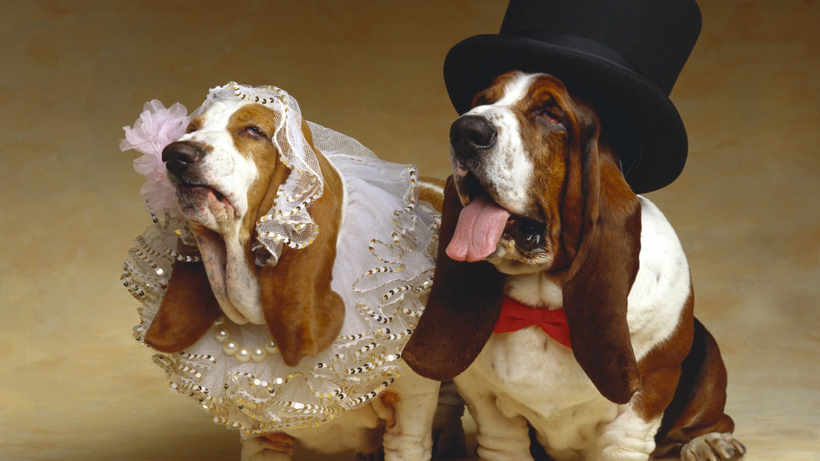 Basset Hound, the bride and groom