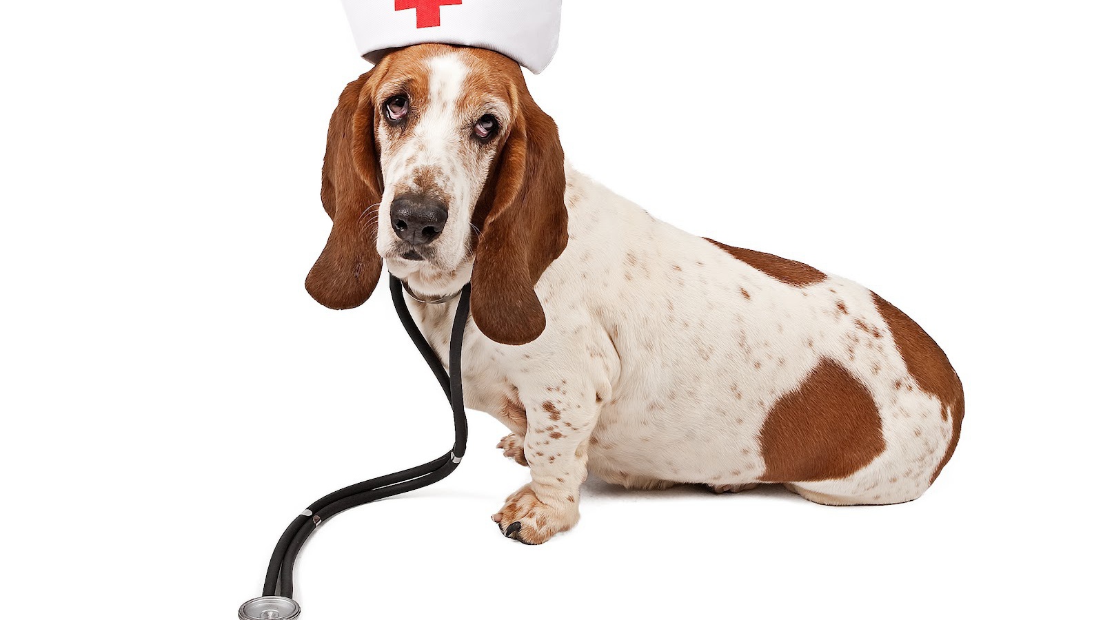 Бассет-хаунд в костюме медсестры