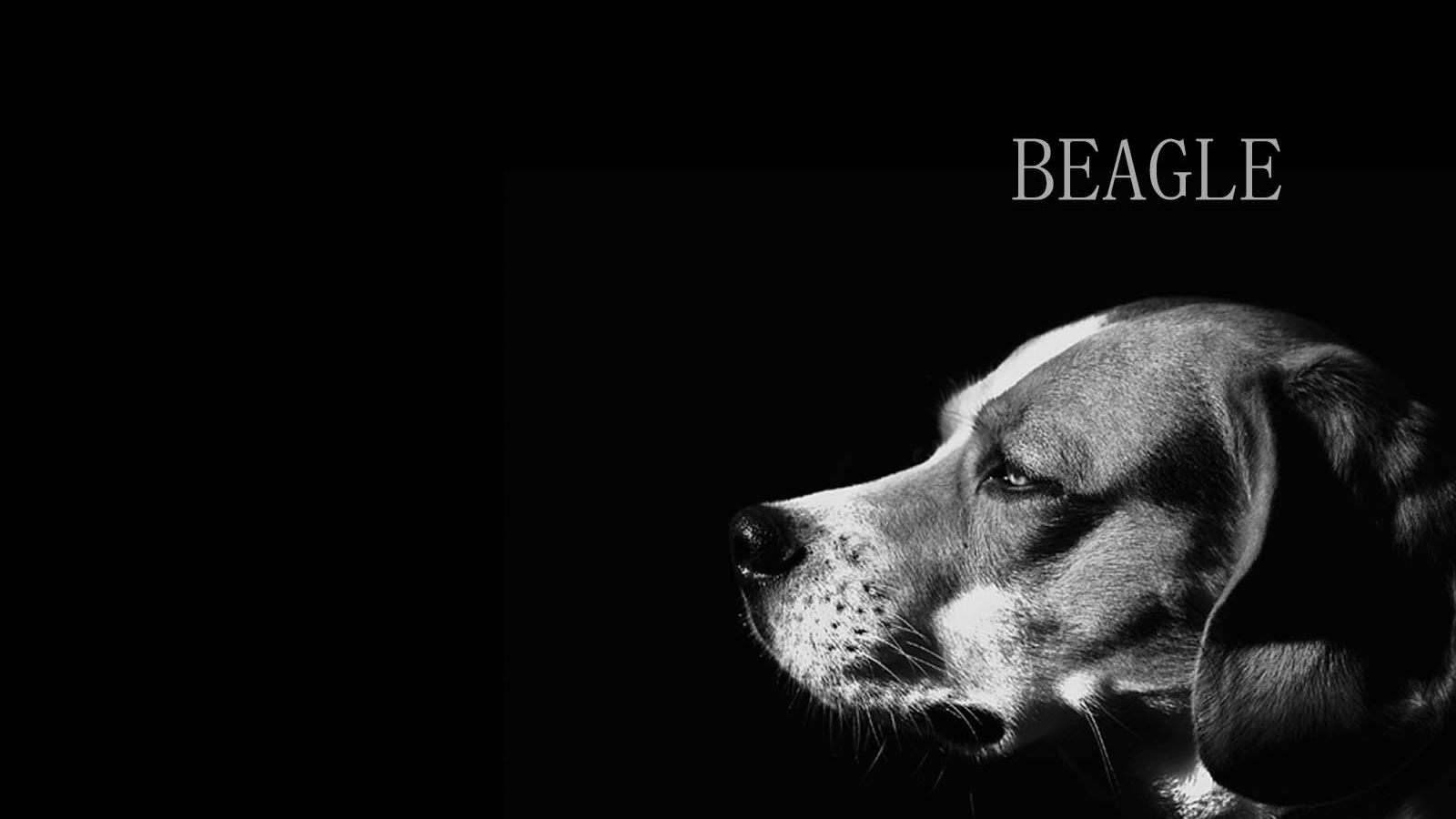 Собака породы бигль, чёрно-белая картинка