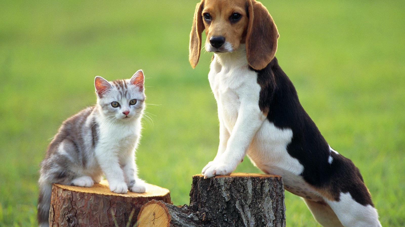 Собака породы бигль и котёнок