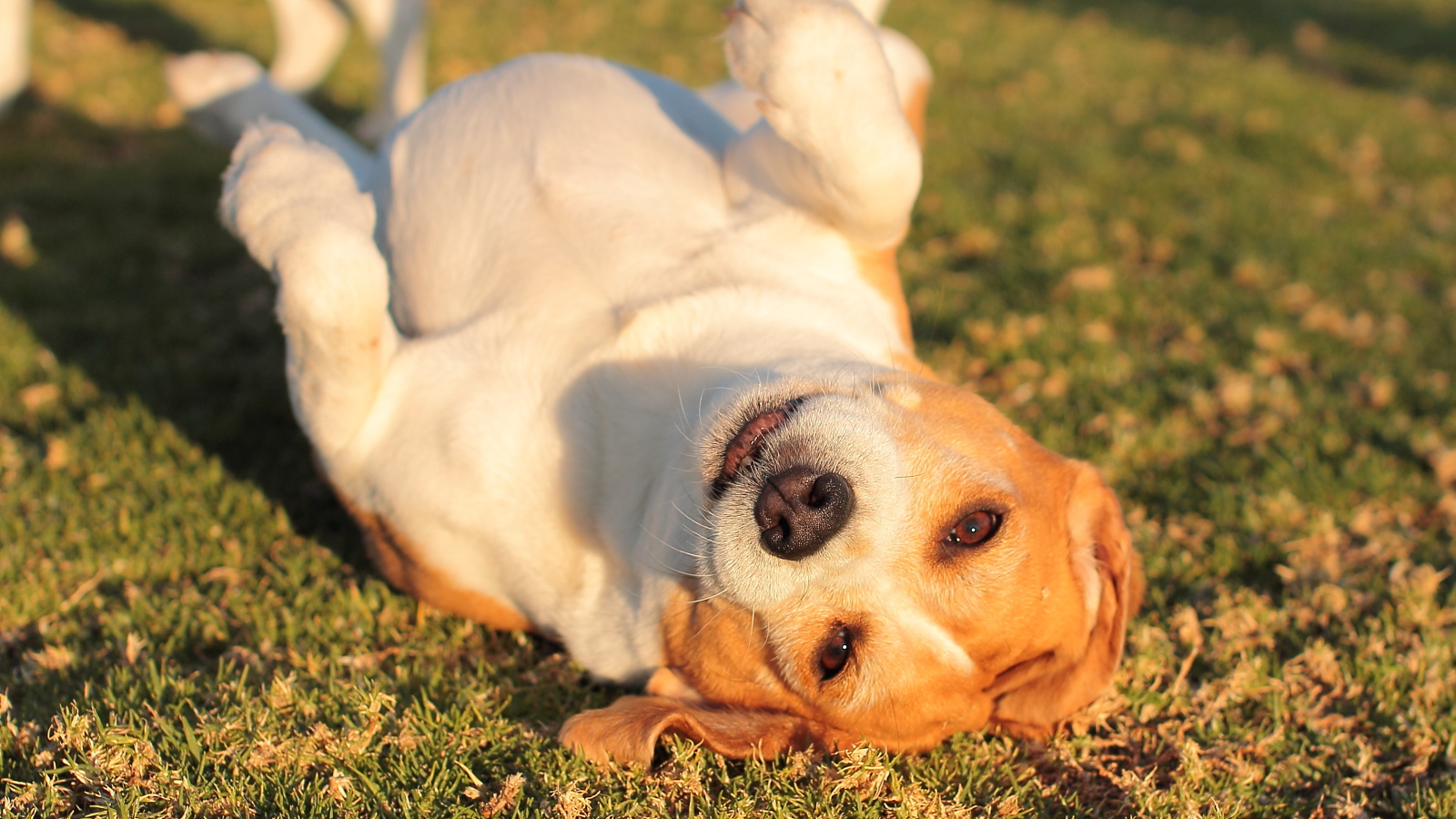 Собака породы бигль развалилась на траве
