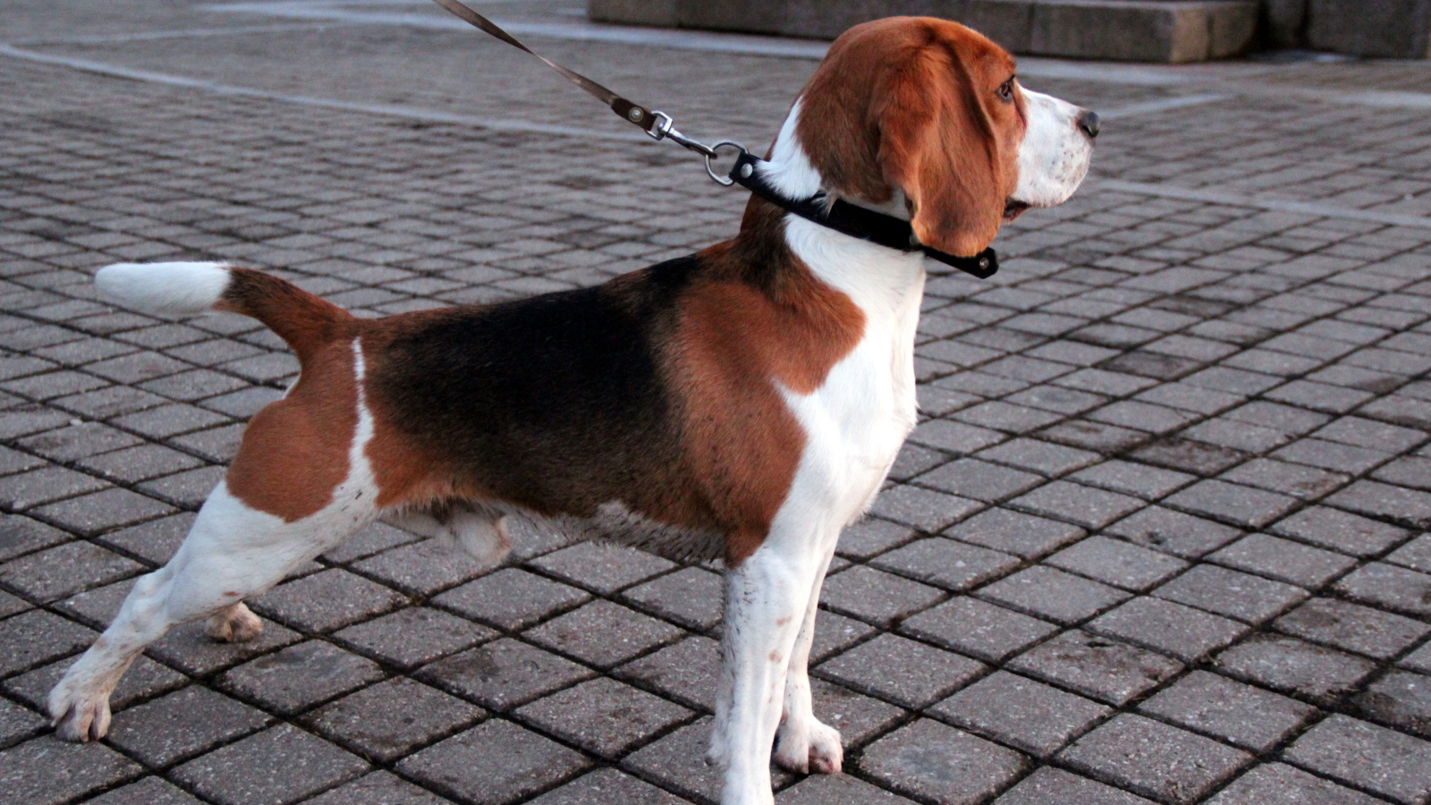 Собака породы бигль на тротуаре