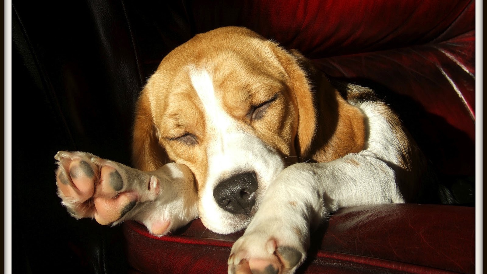 Собака породы бигль спит на бордовом диване