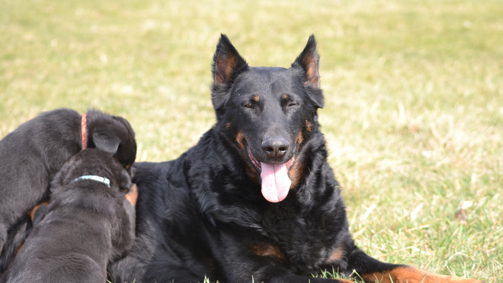 Собака босерон и её щенки