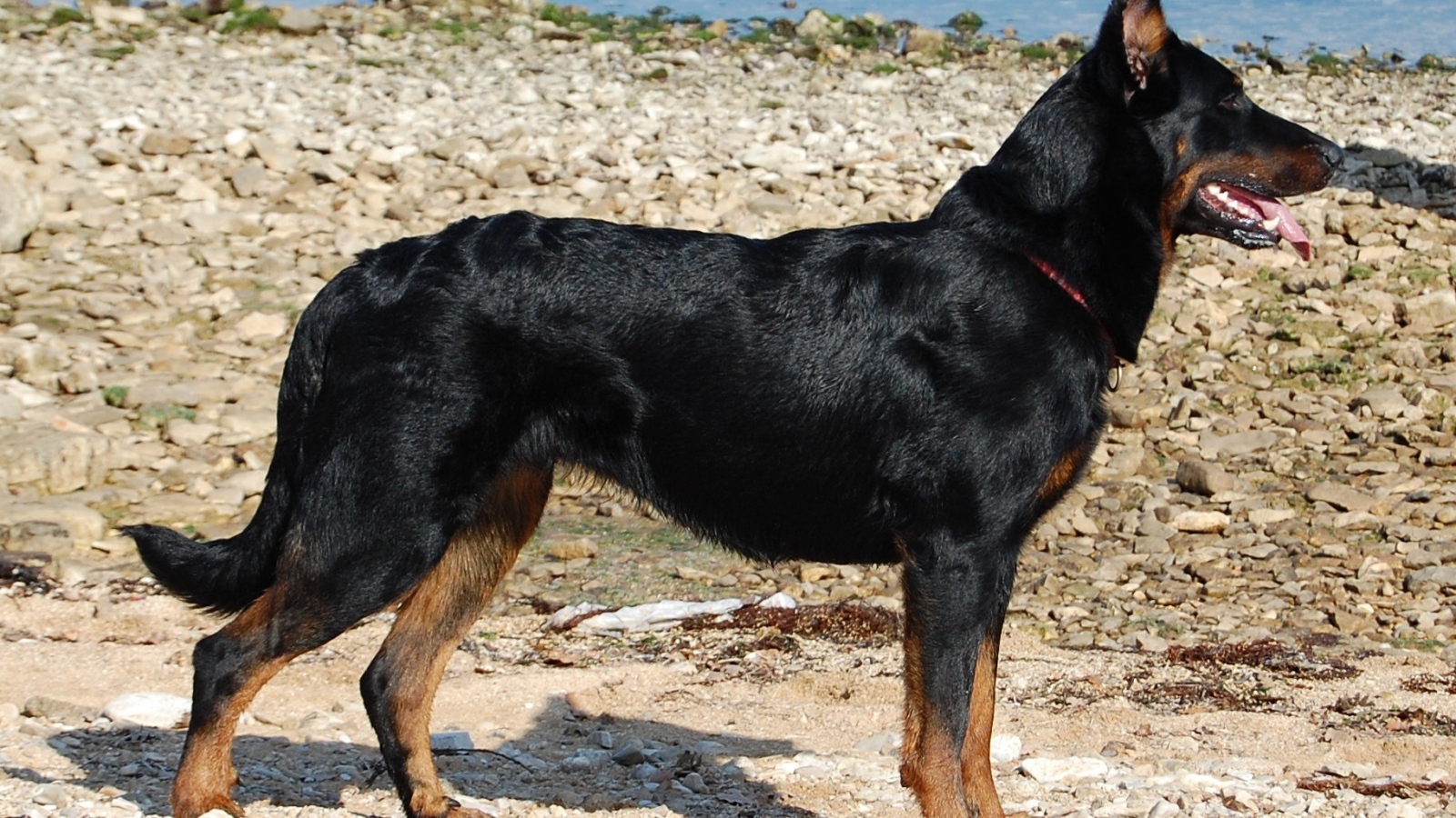 Босерон стоит на каменистом берегу