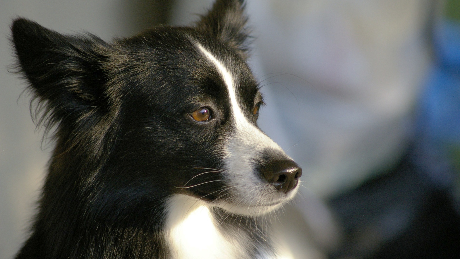 Красивая бордер-колли