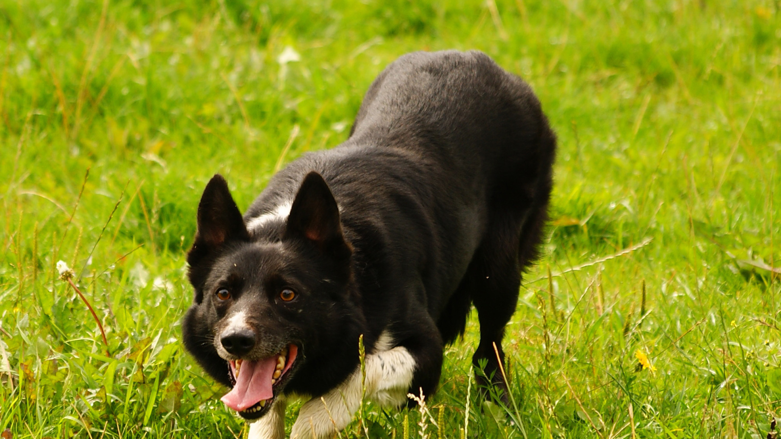 Красивая бордер-колли крадётся