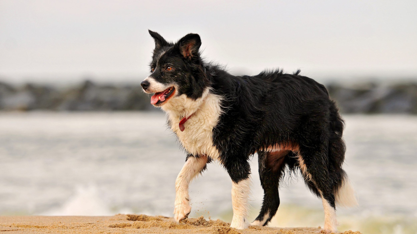 Красивая бордер-колли испачкалась в песке