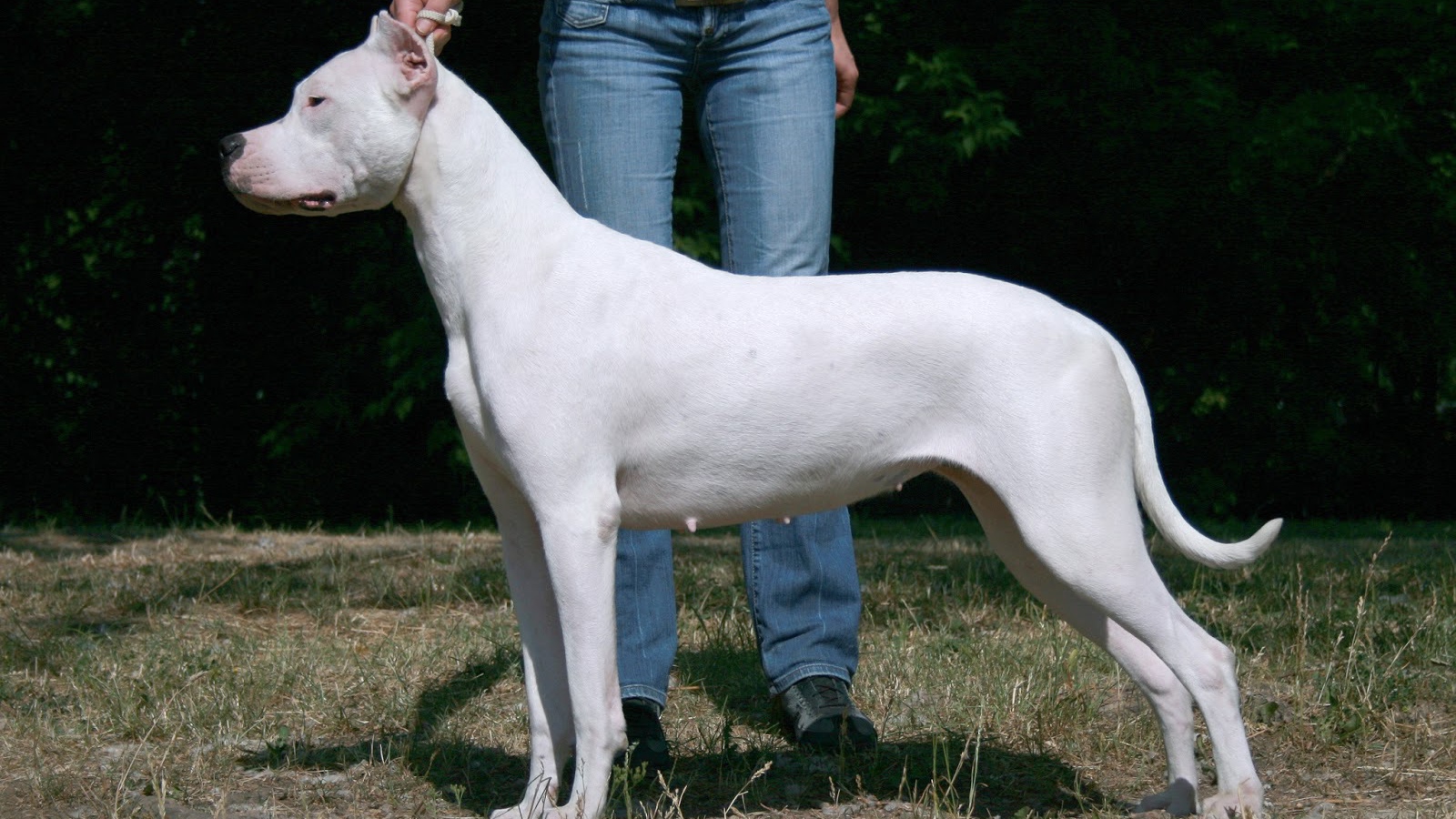 Красивый аргентинский дог