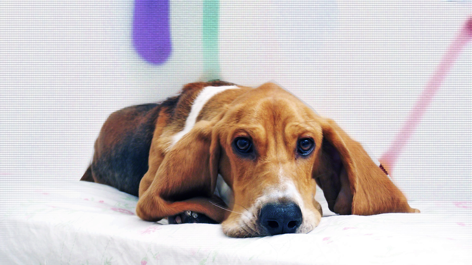 Beautiful basset hound on the bed